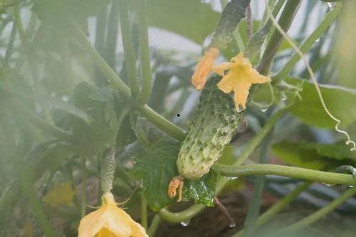 瓜花可以吃吗,揭秘可食用瓜花的魅力与食用方法