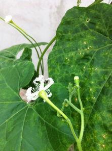 瓜花可以吃吗,揭秘可食用瓜花的魅力与食用方法