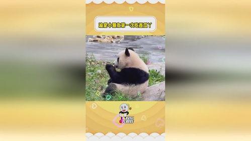 人间小辣椒吃瓜,人间小辣椒的瓜田奇遇记