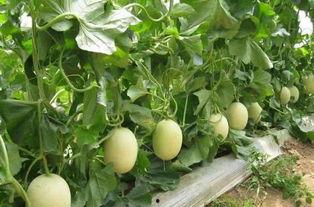 痞幼瓜在哪吃,探寻隐藏在街头的美食天堂