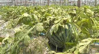 苍南吃瓜习俗,探寻民间吃瓜习俗的传承与魅力