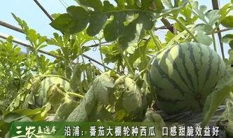 苍南吃瓜习俗,探寻民间吃瓜习俗的传承与魅力