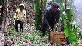 贵州喂猪吃的瓜,喂猪瓜果,绿色生态养殖新风尚