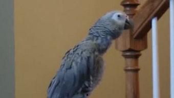 鹦鹉吃瓜群众,鹦鹉视角下的吃瓜群众众生相