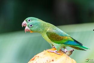 鹦鹉吃瓜群众,鹦鹉视角下的吃瓜群众众生相