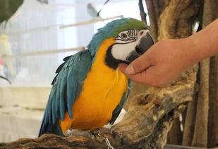 鹦鹉吃瓜群众,鹦鹉视角下的吃瓜群众众生相