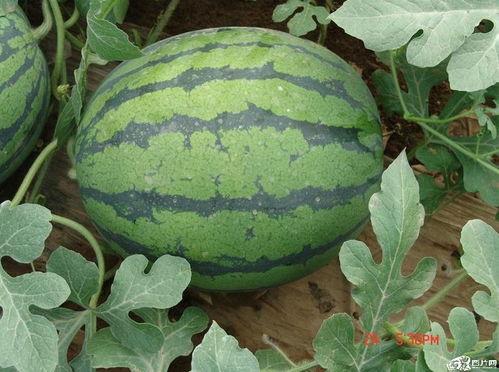 吃瓜群众不做评论,吃瓜群众视角下的热点事件盘点