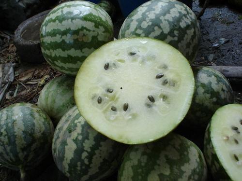 绿宝瓜蜜瓜小孩可以吃吗,适合小孩食用的健康甜瓜选择