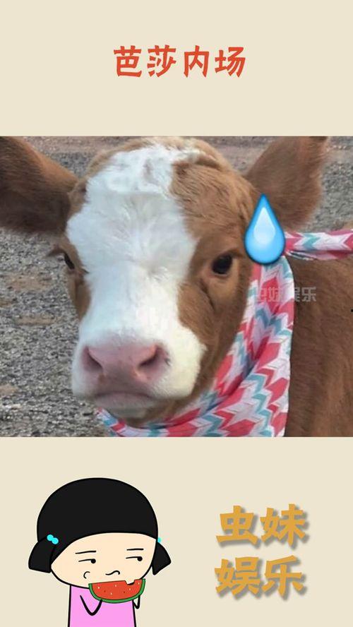 抖音悄悄吃瓜,揭秘“悄悄吃瓜”背后的趣味与真相