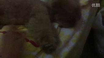 搞笑认真吃瓜视频,笑料百出!揭秘搞笑吃瓜视频背后的真实故事