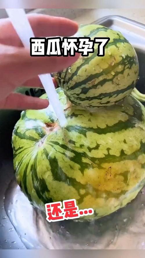 搞笑认真吃瓜视频,笑料百出!揭秘搞笑吃瓜视频背后的真实故事