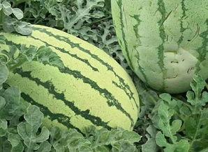 晋城老瓜怎么吃,传统美味新体验