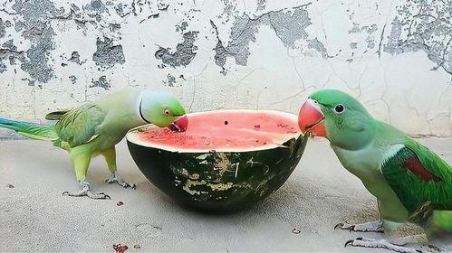 鹦鹉可以吃瓜么