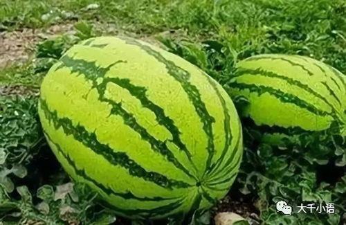 青长瓜怎么吃,探索健康美味的烹饪新境界