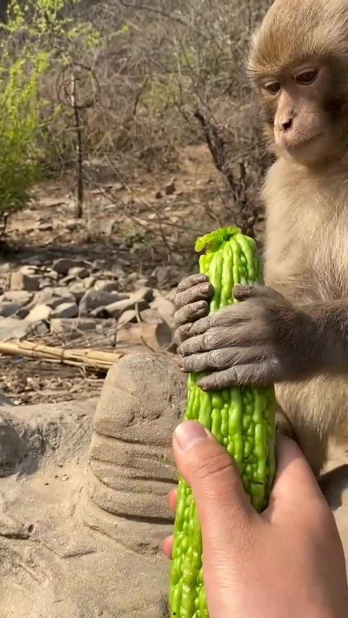 猴子吃瓜动作,猴子吃瓜的欢乐瞬间