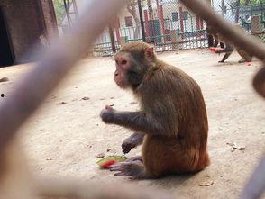 猴子吃瓜动作,猴子吃瓜的欢乐瞬间