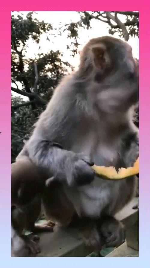 猴子吃瓜动作,猴子吃瓜的欢乐瞬间