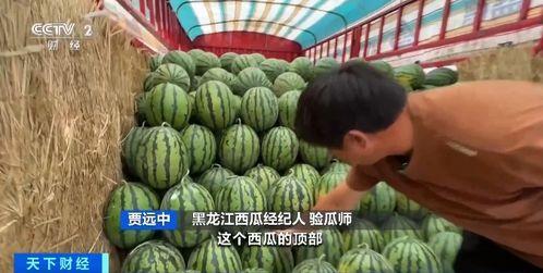 永靖吃瓜,揭秘当地特色美食背后的故事