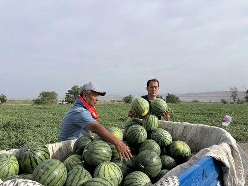 永靖吃瓜,揭秘当地特色美食背后的故事